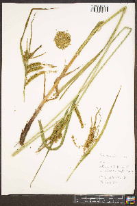 Carex gynandra image