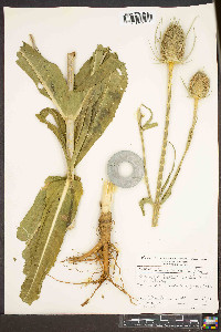 Dipsacus fullonum image