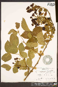 Rubus flagellaris image