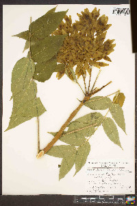 Ailanthus altissima image