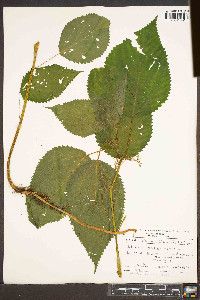 Laportea canadensis image