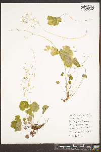 Heuchera parviflora image