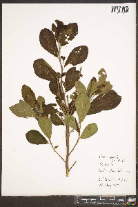 Clethra alnifolia image