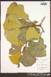 Quercus marilandica var. marilandica image