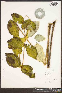 Lonicera dioica image