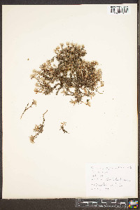 Paronychia argyrocoma image