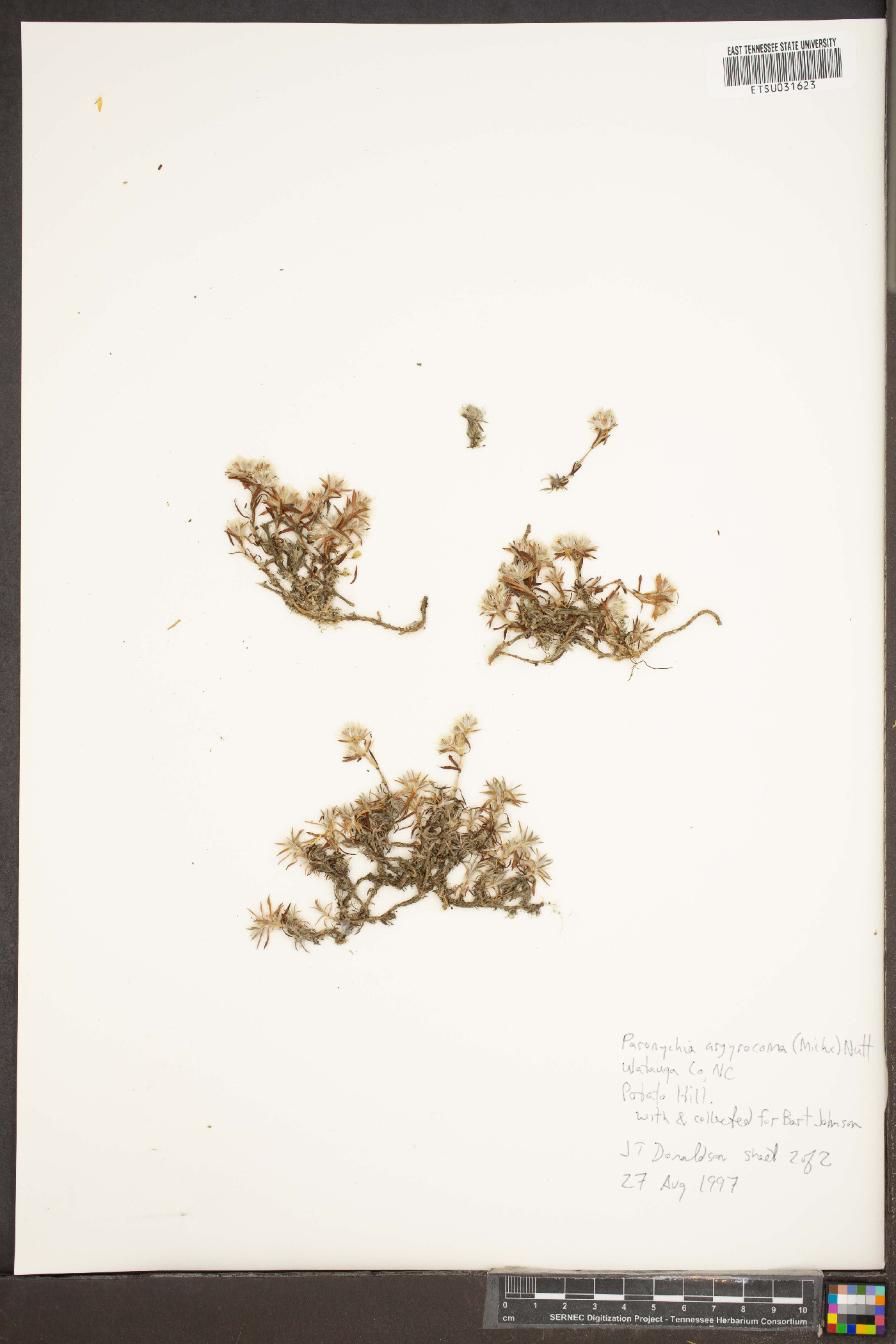 Paronychia argyrocoma image