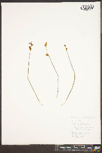 Utricularia cornuta image