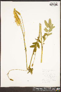 Sanguisorba canadensis image