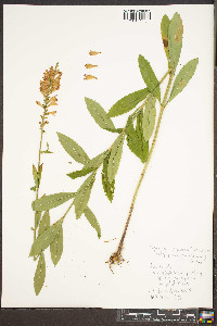 Physostegia virginiana subsp. praemorsa image