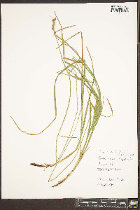 Carex normalis image