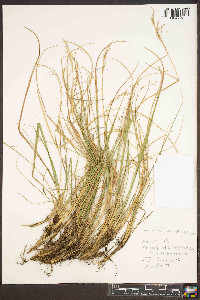 Calamagrostis cainii image