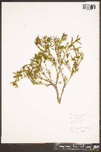 Hypericum prolificum image