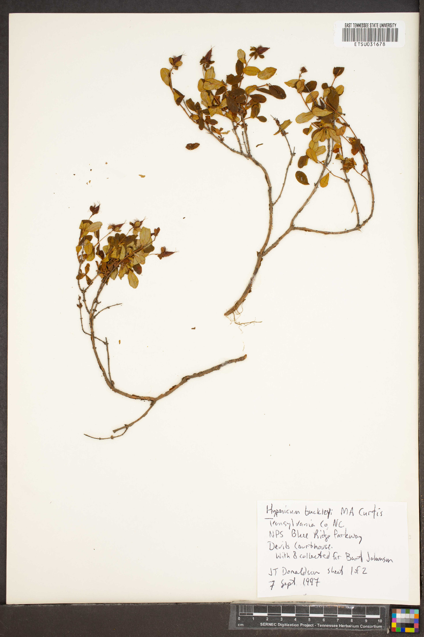 Hypericum buckleyi image