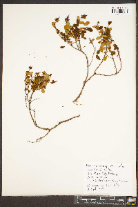 Hypericum buckleyi image