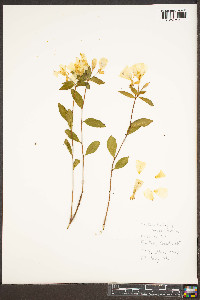 Oenothera tetragona image