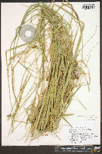 Schedonorus arundinaceus image