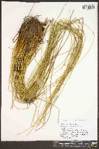 Juncus coriaceus image