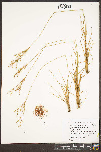 Juncus secundus image