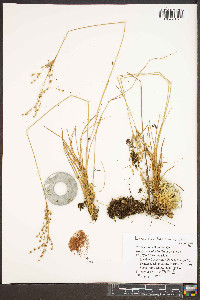 Juncus secundus image