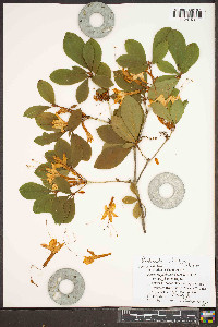 Rhododendron arborescens image