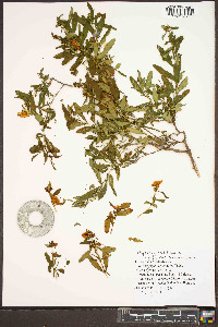 Hypericum prolificum image