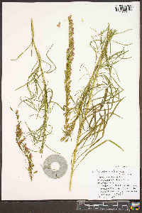 Liatris microcephala image