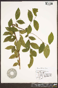 Ulmus alata image