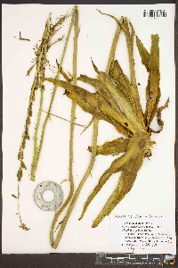 Manfreda virginica image