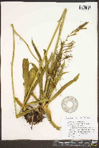 Manfreda virginica image