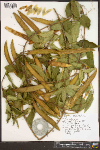 Bignonia capreolata image