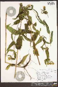 Helianthus microcephalus image