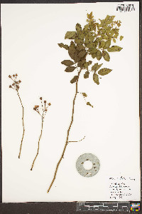 Rosa multiflora image