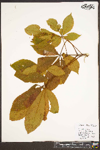 Aesculus flava image