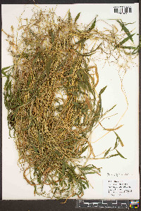 Microstegium vimineum image