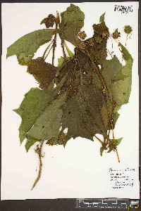 Smallanthus uvedalia image