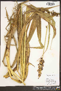 Sorghum bicolor image