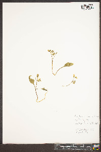 Claytonia caroliniana image