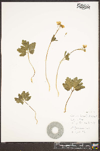 Cardamine diphylla image