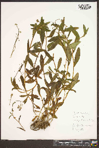 Myosotis laxa image