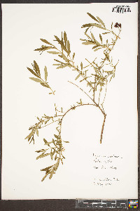 Hypericum prolificum image