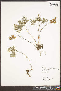 Dicentra canadensis image