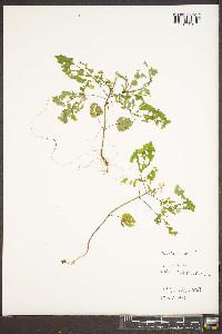 Scutellaria arguta image