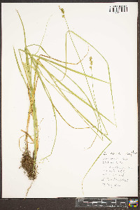 Carex normalis image