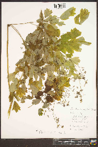 Thalictrum coriaceum image