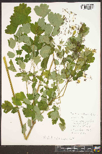 Thalictrum steeleanum image