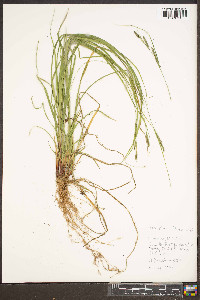 Carex virescens image