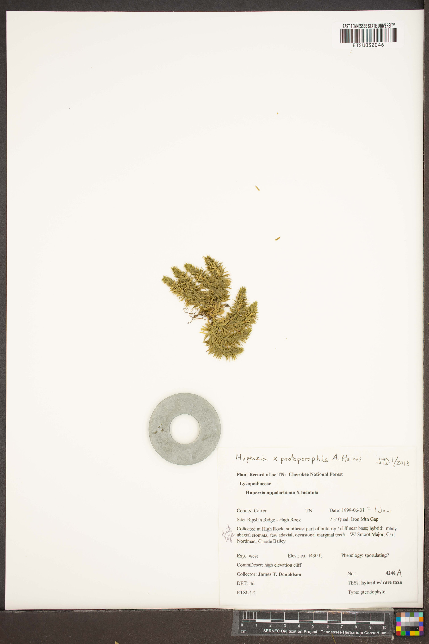 Huperzia protoporophila image