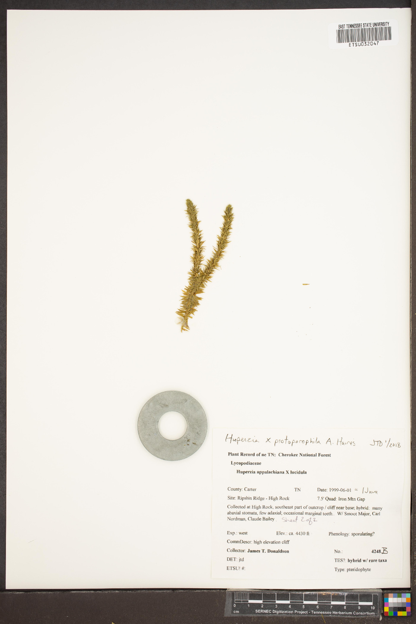 Huperzia protoporophila image