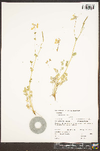 Capnoides sempervirens image